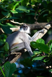Indian langur (Semnopithecus) on a tree, Habarana, Anuradhapura, North Central Province, Sri Lanka,