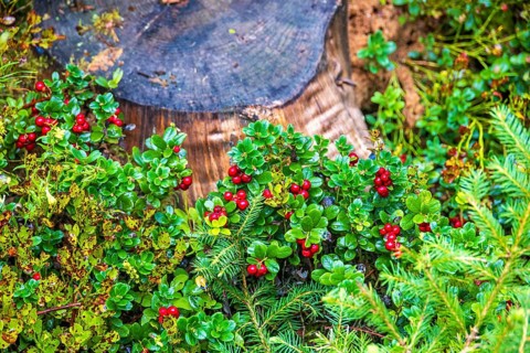 Red lingonberry (Vaccinium vitis-idaea) by a tree stump on the forest floor