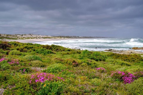Spring blossom, wildflower bloom at Tsaarsbank beach, Postberg, West Coast National Park, West