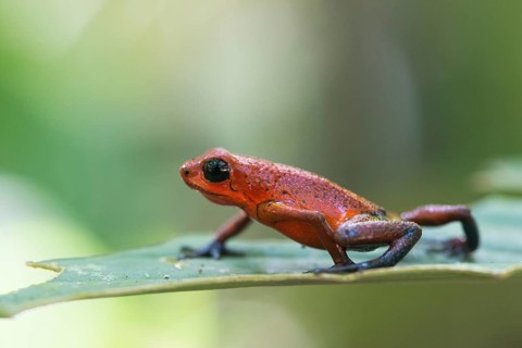 Strawberry frog (Oophaga pumilio), Tortuguera National Park, Costa Rica, Central America