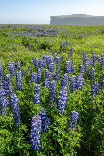Flowering lupins, Icelandic landscape, Iceland, Europe