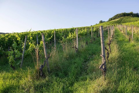 Vineyard at Korber Kopf is grubbed up due to uneconomical conditions, low yield, age, diseases,