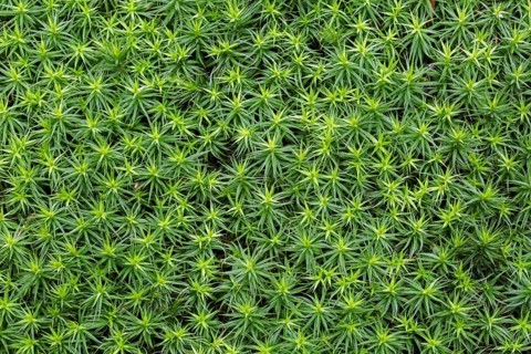 Bank haircap moss, hair moss (Polytrichum formosum) (Polytrichastrum formosum) close-up in spring