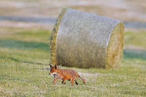 Red fox (Vulpes vulpes) showing early stage of mange infection, hunting in freshly mowed meadow,