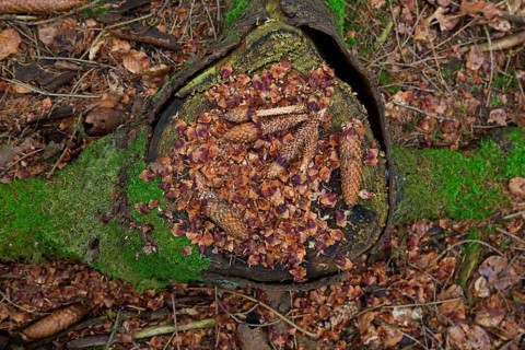 Stripped scales and partially eaten cones of Norway spruce, European spruce on tree stump, leftover