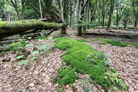 Moss cushion (Polytrichum formosum) in beech forest (Fagus sylvatica), Emsland, Lower Saxony,