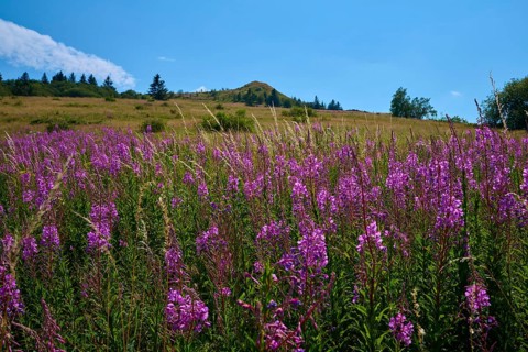 Blooming sally (Epilobium angustifolium), meadow in front of a hill under a clear sky, Abtsroder