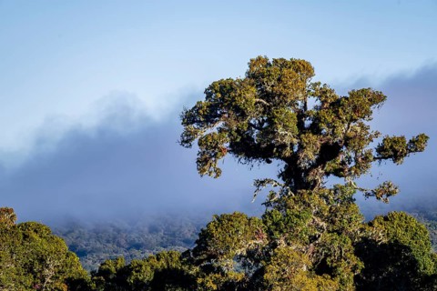 Tree in the cloud forest, mountain rainforest, Parque Nacional Los Quetzales, Costa Rica, Central
