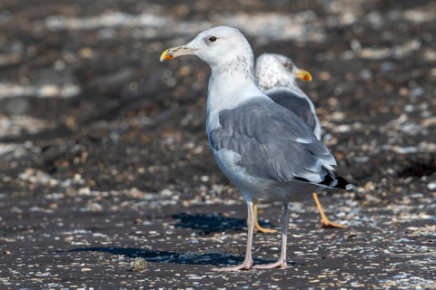 Caspian gull (Larus cachinnans) resting in seagull colony along the North Sea coast in late summer,