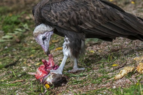 Hooded vulture (Necrosyrtes monachus) native to Africa scavenging on dead rodent