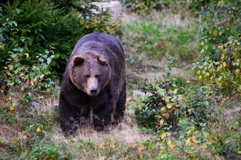 Brown bear (Ursus arctos) captive, Neuschönau enclosure, Bavarian Forest National Park, Bavaria,