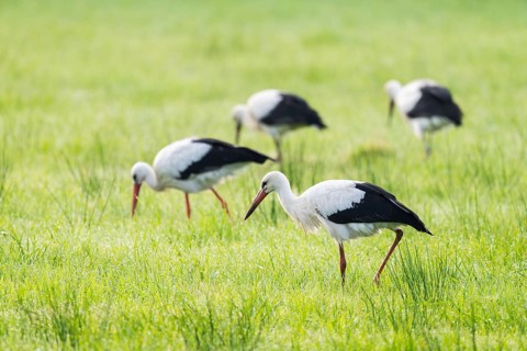 White storks (Ciconia ciconia) foraging in a meadow in the early morning, dew beads on the grass,