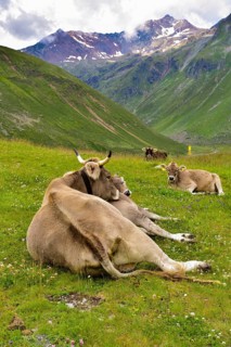 Ruminating cows above the Rifflsee in the Pitztal, Tyrol, Austria, Europe