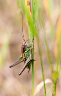 Roesel's bush-cricket (Metrioptera roeselii), female, grasshopper sitting on a blade of grass,