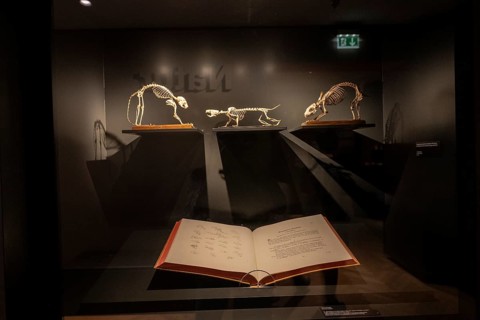 Exhibits, vertebrate skeletons in the Goethe National Museum, Weimar, Thuringia, Germany, Europe