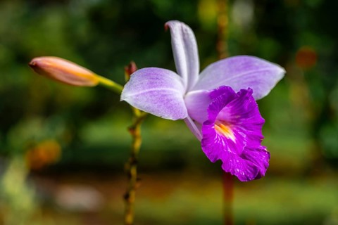Pink orchid (Arundina graminifolia), Tortuguero National Park, Costa Rica, Central America