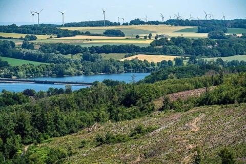 Reforestation in the Arnsberg Forest above Lake Möhnesee, Soest district, site of a spruce forest