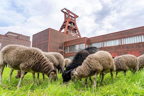 Sheep at the Zollverein Coal Mine Industrial Complex for the first time, 12 Heidschnucken and