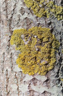 Texture of Manchurian walnut bark with lichens