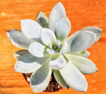 Beautiful little plant, succulent in a small flower pot. on the wooden background
