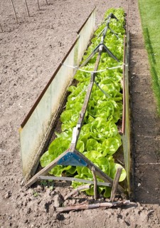 Lettuce plants growing in a cold frame