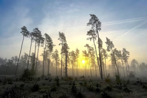 Foggy mood, sunrise in a heath landscape, first frost, biotope, habitat, sunrise, autumn mood,