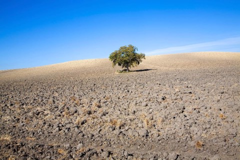 Lone tree standing in ploughed field with blue sky near El Gastor, Cadiz province, Spain, Europe