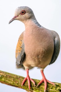 European Turtle Dove (Streptopelia turtur) sitting on a branch. Bas-Rhin, Alsace, Grand Est,