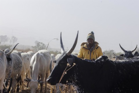Herdsman in the field in Maraban Dare community, Plateau state, 07/02/2024
