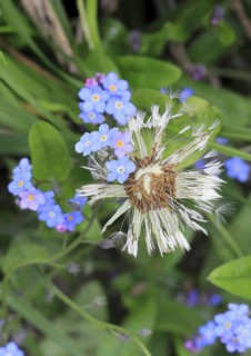Faded common dandelion (Taraxacum officinale) and forget-me-not (Myosotis sylvatica), North