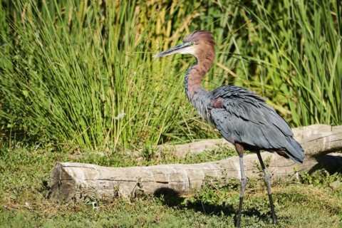 Goliath Heron (Ardea goliath), standing, captive, distribution Africa