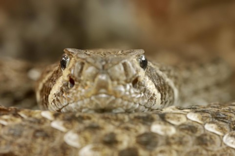 Texas rattlesnake or western diamondback rattlesnake (Crotalus atrox), captive, occurring in North