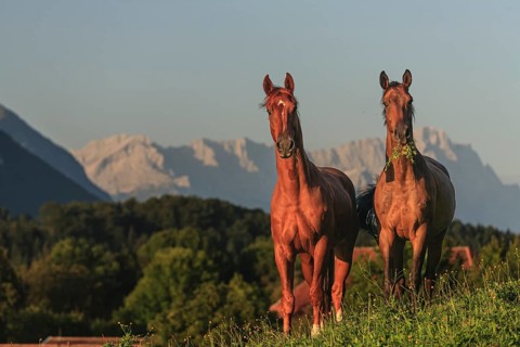 Horses standing in a meadow, frontal, warmbloods, morning light, summer, behind them Zugspitze,