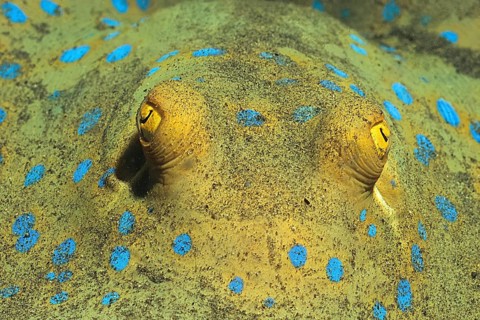 Close-up of head eyes stalk eyes of blue spotted stingray (Taeniura lymma) Blue spotted stingray