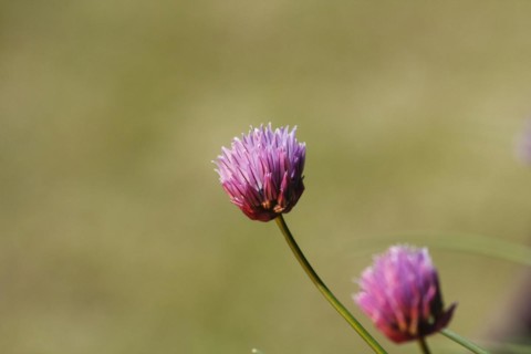 Chive (Allium schoenoprasum), in bloom, North Rhine-Westphalia, Germany, Europe