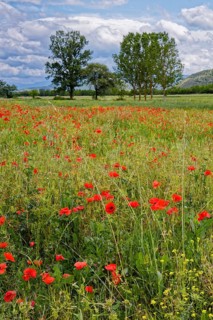 Poppies in bloom in a meadow near Magliano de Marsi in the province of L'Aquila in Abruzzo. Italy,