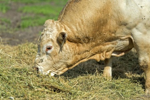 Hornless Charolais bull eating hay, Lászlómajor Meierhof, Sarród, Fertö-Hanság National Park