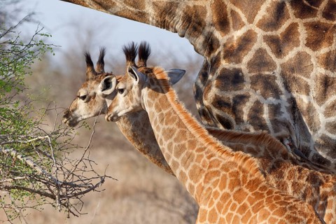 South African giraffes (Giraffa camelopardalis giraffa), adult and two young animals, young feeding