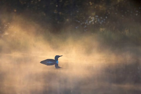 Red-throated loon (Gavia stellata) a misty morning in a bog lake