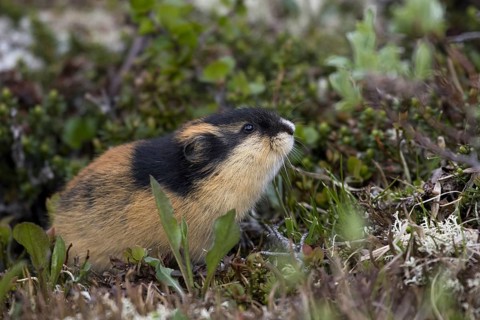 Lemming, (Lemming lemmus)