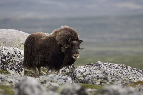 Musk ox, (Ovibos moschatus), Scandinavia