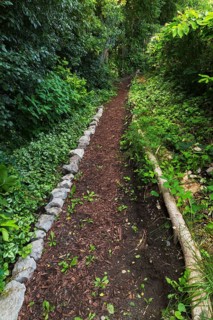 Taraxacum, Dandelion weeds growing in brown mulch foot path edged with gathered rocks and cut tree