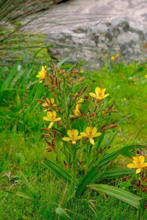 Yellow rush lilies, Sisyrinchium, spring bloom, wildflower bloom at Postberg, Langebaan Lagoon,