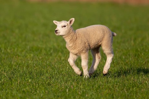 Domestic sheep (Ovis aries) juvenile baby lamb farm animal running in a grass field, England,