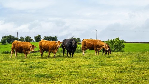 Cows and Farms in Yorkshire Dales National Park, North Yorkshire, England, United Kingdom, Europe
