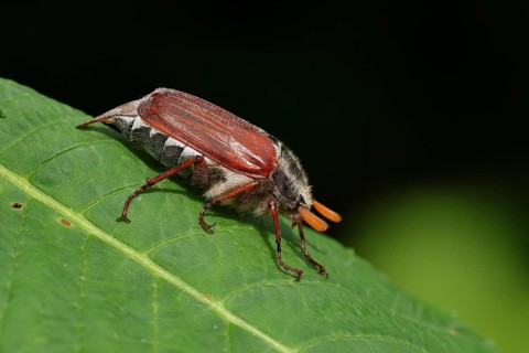 Northern cockchafer (Melolontha hippocastani), male, on a leaf of a horse chestnut (Aesculus