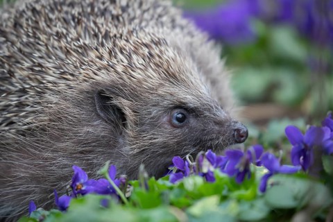 European hedgehog (Erinaceus europaeus) adult animal on a patch of flowering Dog violets in a
