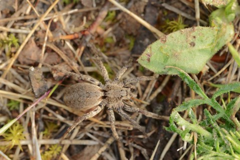 False tarantula or wolf spider (Alopecosa farinosa), female, Provence, southern France
