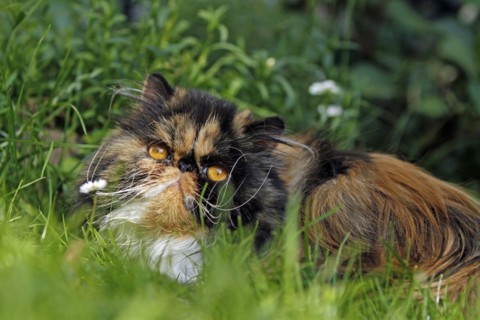 Persian cat, long-haired cat