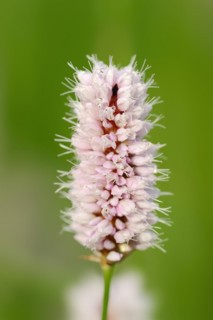 Meadow knotweed (Bistorta officinalis, Persicaria bistorta), inflorescence, North Rhine-Westphalia,